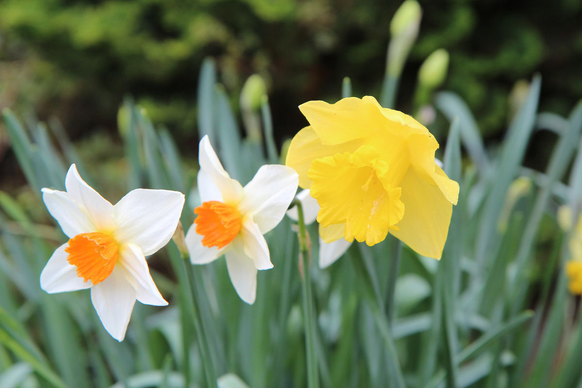 narcissus chinese new year flower