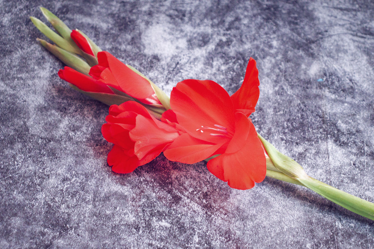 red gladiolus chinese new year flower